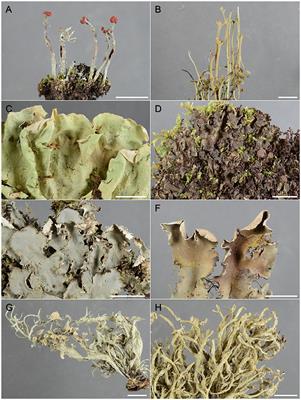 DNA Sequencing Historical Lichen Specimens